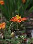 Helianthemum Bronzeteppich_2